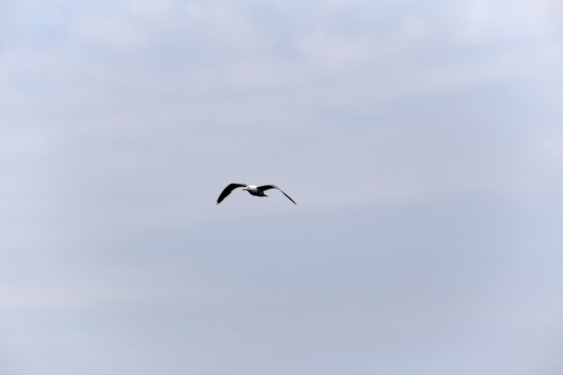 灰色天空下飞翔的白海鸥|动物,天空,水鸟,海鸥,野生动物,飞鸟,鸟-海量高质量免版权图片素材-设计师素材-摄影图片-mitapix-美塔图像