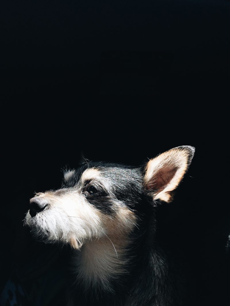 成年白人和黑人的吉娃娃Adult White and Black Chihuahua|animal,black background,canine,Close-up,Dog,domestic,eye,fur,looking,mammal,nose,Pet,动物,哺乳动物,国内,宠物,寻找,毛皮,特写,犬,狗,眼,黑色背景,鼻子-海量高质量免版权图片素材-设计师素材-摄影图片-mitapix-美塔图像