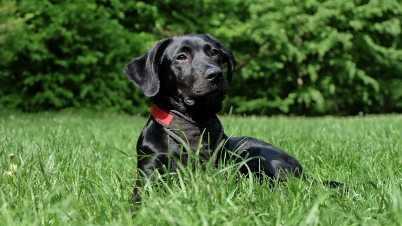 黑色拉布拉多猎犬躺在草上Black Labrador Retriever Lying on Grasses|animal,black,breed,canine,Cute,Daylight,Dog,domestic,Field,Garden,Grass,labrador,lying,mammal,outdoors,Park,Pet,Portrait,puppy,SIT,Young,公园,动物,可爱,品种,哺乳动物,国内,场,坐,宠物,小狗,年轻,户外,拉布拉多,犬,狗,白天,肖像,花园,草,说谎,黑色-海量高质量免版权图片素材-设计师素材-摄影图片-mitapix-美塔图像