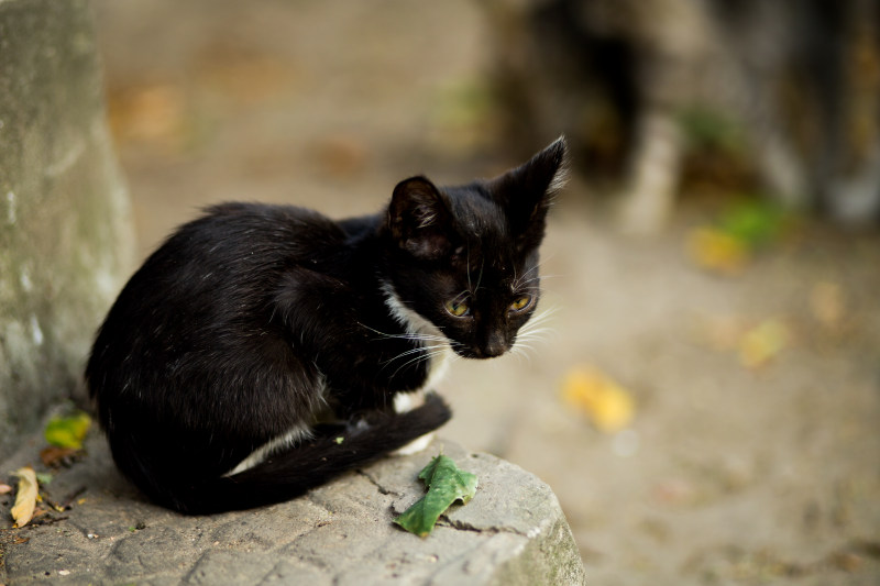 黑猫坐在灰色的水泥台上|免版税图像,动物,哺乳动物,头,孤独,宠物,家养,家养猫,小猫,户外,日光,模糊的背景,毛皮,毛茸茸的,特写,猫,猫脸,看起来,眼睛,胡须,黑猫,鼻子-海量高质量免版权图片素材-设计师素材-摄影图片-mitapix-美塔图像