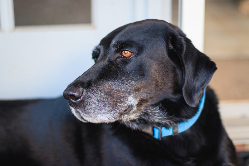 成年黑色拉布拉多猎犬与蓝领对焦照片|免版税图片,动物,哺乳动物,外观,好奇,宠物,家畜,毛皮,特写,狗,狗项圈,眼睛,黑狗-海量高质量免版权图片素材-设计师素材-摄影图片-mitapix-美塔图像