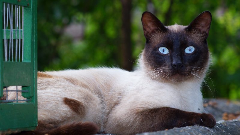 猫的特写肖像|动物,可爱,哺乳动物,坐,好奇,宠物,宠物肖像,小猫,户外,日光,暹罗,毛皮,特写,猫,看起来,眼睛,肖像,蓝眼睛,虎斑猫-海量高质量免版权图片素材-设计师素材-摄影图片-mitapix-美塔图像