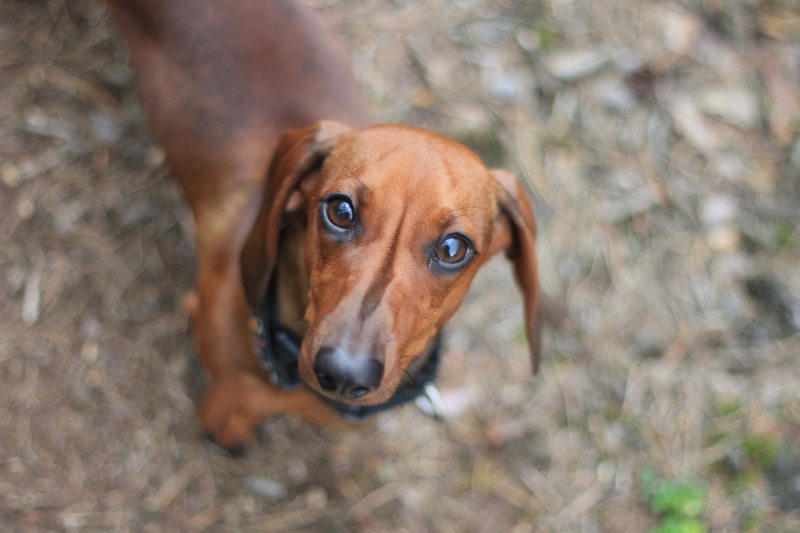 达克斯猎犬的选择性对焦摄影|从上面,动物,博客,可爱,哺乳动物,坐,宠物,小,小狗,年轻,户外,棕色,模糊,毛皮,犬,狗,看,眼睛,肖像,腊肠,鼻子-海量高质量免版权图片素材-设计师素材-摄影图片-mitapix-美塔图像