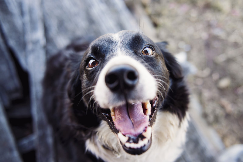 动物模糊犬|动物,哺乳动物,国内,在户外,宠物,有趣,模糊,特写,犬,狗,皮毛,看,眼睛,脸,舌头-海量高质量免版权图片素材-设计师素材-摄影图片-mitapix-美塔图像