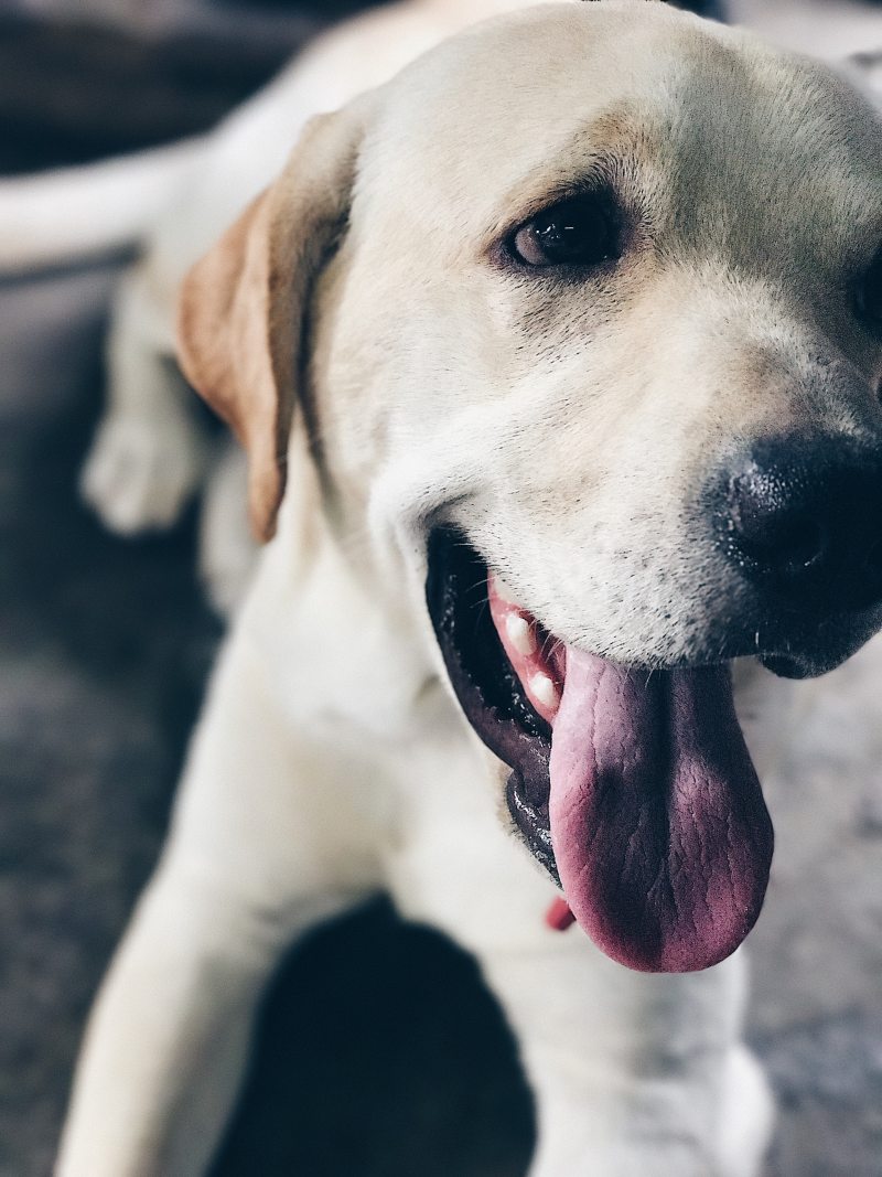 白狗的特写照片Closeup Photo of White Dog|animal,Blur,canine,Close-up,Dog,domestic,eye,face,fur,looking,loyalty,mammal,nose,Pet,tongue,Young,动物,哺乳动物,国内,宠物,寻找,年轻,忠诚,模糊,毛皮,特写,犬,狗,眼睛,脸,舌头,鼻-海量高质量免版权图片素材-设计师素材-摄影图片-mitapix-美塔图像