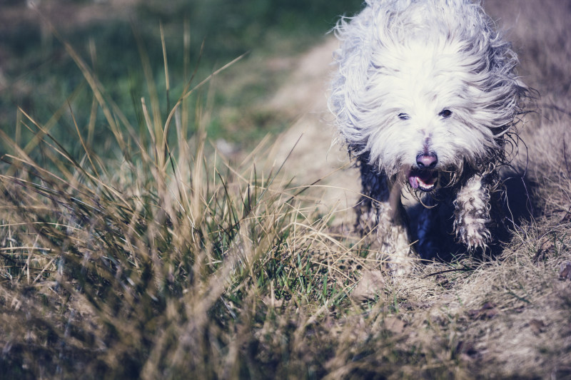 摄影的狗在外地Photography of Dog in the Field|animal,Blur,closeup,Cute,Dog,domestic,Field,Focus,fur,furry,Grass,mammal,outdoors,Pet,summer,动物,可爱,哺乳动物,国内,场,夏天,宠物,户外,模糊,毛皮,毛茸茸,焦点,特写,狗,草-海量高质量免版权图片素材-设计师素材-摄影图片-mitapix-美塔图像