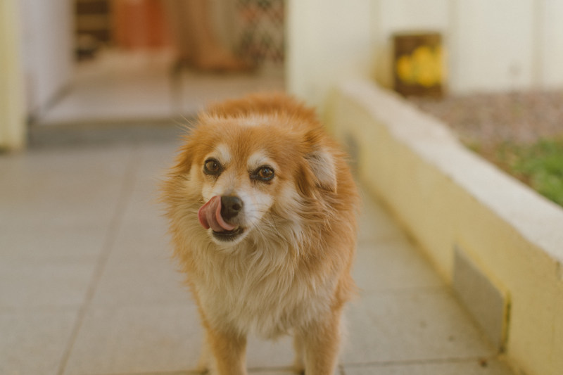 棕褐色的狗在走廊Tan Dog on Hallway|animal,blurred background,canine,Close-up,Cute,Daylight,Dog,domestic,eyes,fur,little,looking,mammal,Pet,tongue,动物,可爱,哺乳动物,国内,夏时制,宠物,小小,查找,模糊的背景,毛皮,特写,犬,狗,眼睛,舌头-海量高质量免版权图片素材-设计师素材-摄影图片-mitapix-美塔图像