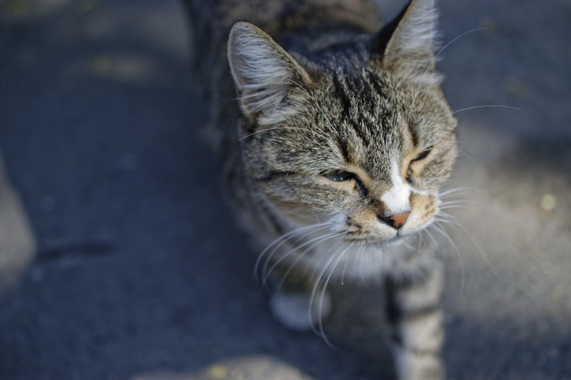 灰斑猫浅焦摄影|动物,哺乳动物,地面,头,宠物,家猫,小,户外,模糊背景,毛皮,焦点,特写,猫,猫脸,看起来,眼睛,胡须,虎斑,选择性焦点,鼻子-海量高质量免版权图片素材-设计师素材-摄影图片-mitapix-美塔图像