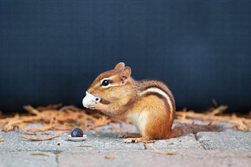 花栗鼠拿着茶壶玩具Chipmunk Holding Teapot Toy|动物,可爱的,哺乳动物,啮齿动物,在户外,坐,宏,小,早餐,有趣的,杯,松鼠,焦点,皮毛,看,眼睛,肖像,花栗鼠-海量高质量免版权图片素材-设计师素材-摄影图片-mitapix-美塔图像