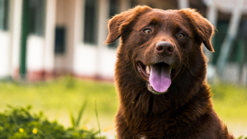 成人肝脏边境牧羊犬在焦点照片Adult Liver Border Collie on Focus Photo|animal,breed,Brown,canine,closeup,Cute,Dog,domestic,fur,labrador,looking,mammal,outdoors,Pet,Portrait,puppy,SIT,summer,tongue,Young,动物,可爱,品种,哺乳动物,国内,坐,夏天,宠物,小狗,年轻,户外,拉布拉多,棕色,毛皮,特写,犬,狗,看,肖像,舌头-海量高质量免版权图片素材-设计师素材-摄影图片-mitapix-美塔图像