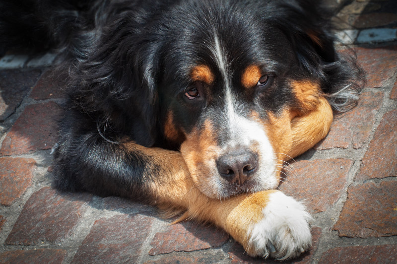 动物砖犬|免版税图片,动物,哺乳动物,外观,宠物,家养,毛皮,特写,犬,狗,眼睛,砖,驯养-海量高质量免版权图片素材-设计师素材-摄影图片-mitapix-美塔图像