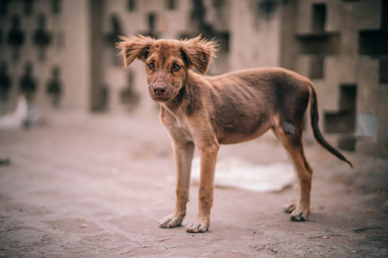 动物褐色犬齿|内,动物,哺乳动物,宠物,家养的,小,小狗,年轻的,悲伤的,户外,棕色,毛皮,特写,犬类,狗,瘦的,看起来,眼睛-海量高质量免版权图片素材-设计师素材-摄影图片-mitapix-美塔图像