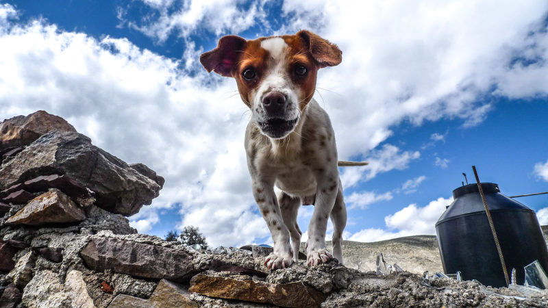 动物犬多云|低角度拍摄,公园,动物,哺乳动物,夏天,多云,宠物,家庭,小,岩石,户外,日光,景观,木材,狗,环境,石头,集装箱,风景-海量高质量免版权图片素材-设计师素材-摄影图片-mitapix-美塔图像