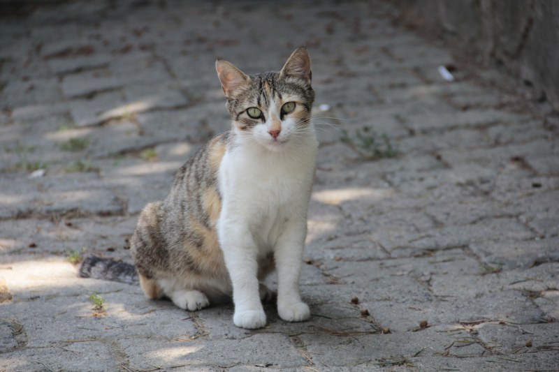 坐在地上的白猫和棕猫|动物,哺乳动物,宠物,家猫,小猫,户外,毛皮,特写,猫,猫的眼睛,猫脸,白天,看起来,眼睛,胡须-海量高质量免版权图片素材-设计师素材-摄影图片-mitapix-美塔图像