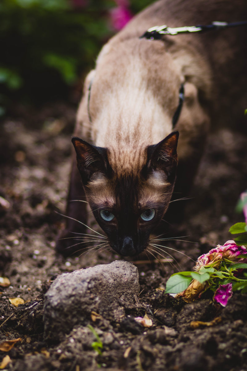 浅焦点摄影的暹罗猫闻灰色石头Shallow Focus Photography of Siamese Cat Smelling Gray Stone|公共领域的图像,动物,叶,哺乳动物,国内,在户外,基蒂,好奇心,宠物,家猫,小,小猫,年轻的,晶须,柔和的,特写镜头,猫,猫的脸,的眼睛,皮毛,看,石头,肖像,胡须,虎斑-海量高质量免版权图片素材-设计师素材-摄影图片-mitapix-美塔图像