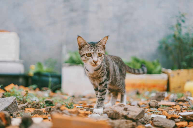 银斑猫的选择性对焦摄影|动物,哺乳动物,墙,壶,宠物,家猫,小猫,岩石,幼猫,户外,植物,毛皮,特写,猫,猫脸,白天,眼睛,石头,胡须,花园,虎斑猫,长相,鼻子-海量高质量免版权图片素材-设计师素材-摄影图片-mitapix-美塔图像