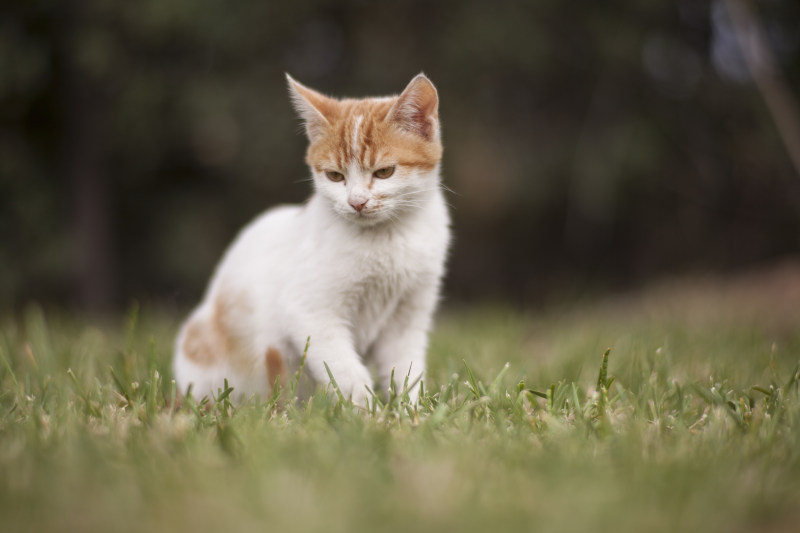 有选择性的猫坐在草地上的焦点Selective Focus of Cat Sitting on Grass Field|休息,动物,可爱的,哺乳动物,在户外,坐着,好奇心,宠物,小,小猫,猫,猫的脸,看,肖像,自然,草,虎斑-海量高质量免版权图片素材-设计师素材-摄影图片-mitapix-美塔图像