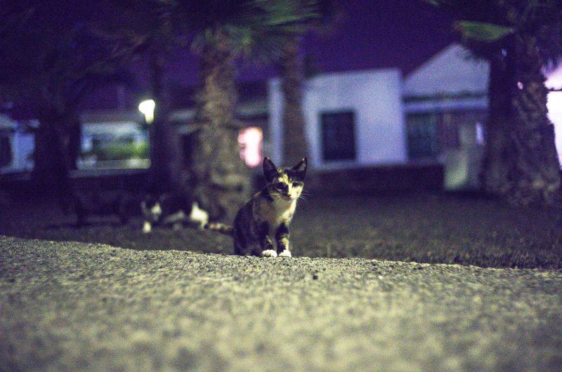 坐在地板上的黑猫白猫|人行道,动物,宠物,小猫,猫,街道,道路-海量高质量免版权图片素材-设计师素材-摄影图片-mitapix-美塔图像