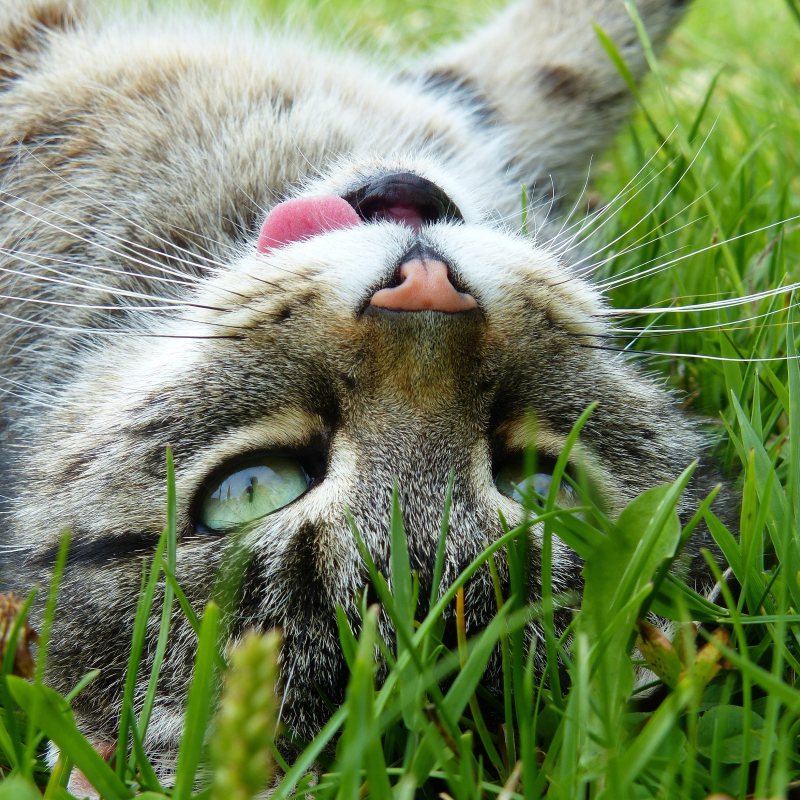 躺在绿色草地上的银色虎斑猫|动物,可爱,哺乳动物,小,快乐,毛皮,特写,猎人,猫,看,眼睛,肖像,胡须,舌头,草,虎斑,躺下-海量高质量免版权图片素材-设计师素材-摄影图片-mitapix-美塔图像