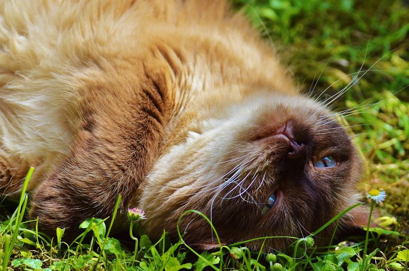 动物猫特写镜头|动物,可爱,宠物,毛皮,特写,猫,胡须-海量高质量免版权图片素材-设计师素材-摄影图片-mitapix-美塔图像