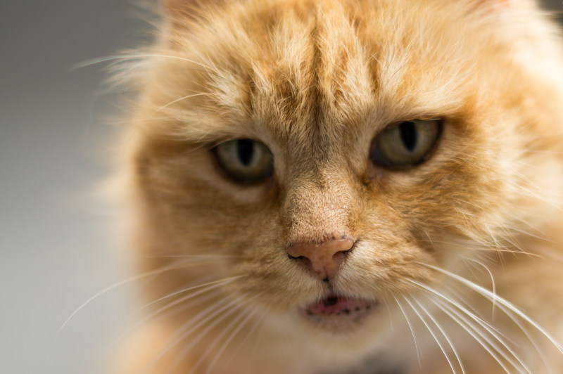 动物猫特写镜头|动物,可爱,宠物,特写,猫-海量高质量免版权图片素材-设计师素材-摄影图片-mitapix-美塔图像