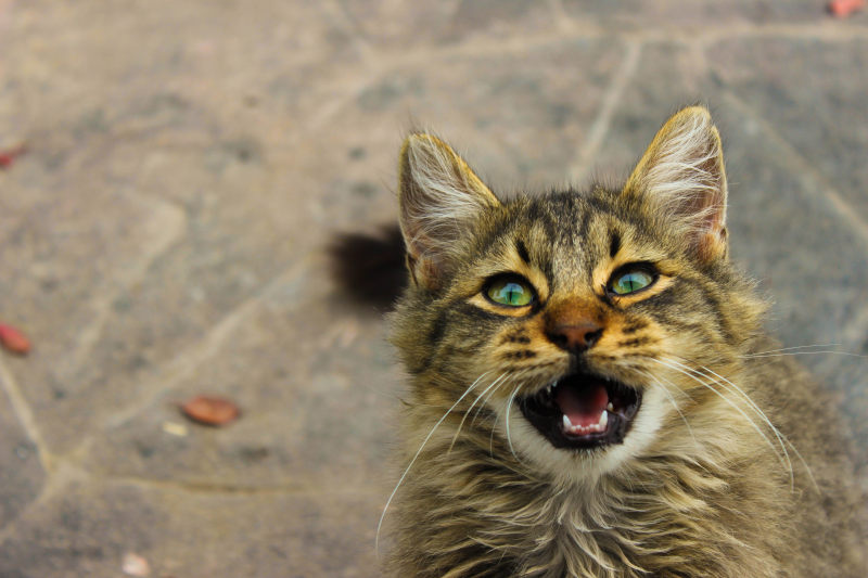 动物猫很可爱|动物,可爱的,宠物,小猫,猫-海量高质量免版权图片素材-设计师素材-摄影图片-mitapix-美塔图像