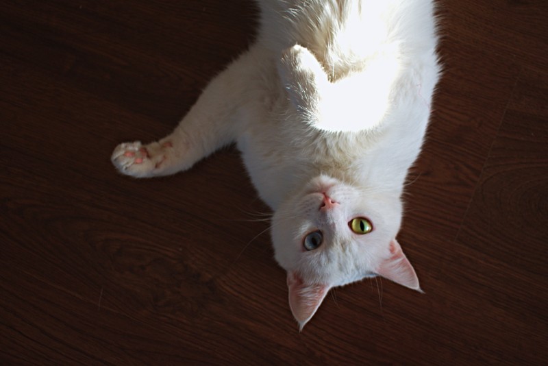 Short-coated白色猫躺在棕色木质表面的照片Photo of Short-coated White Cat Laying on Brown Wooden Surface|免版税图片,动物,可爱的,哺乳动物,宠物,家畜,木质表面,猫,白色的,躺着-海量高质量免版权图片素材-设计师素材-摄影图片-mitapix-美塔图像