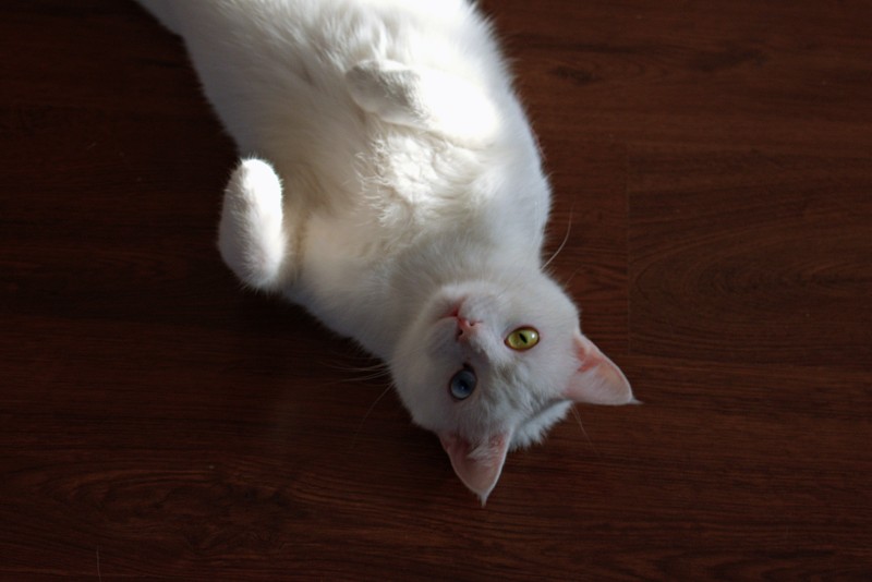 Short-coated白色猫躺在棕色木质表面Short-coated White Cat Laying On Brown Wooden Surface|动物,可爱的,哺乳动物,宠物,家畜,小猫,猫-海量高质量免版权图片素材-设计师素材-摄影图片-mitapix-美塔图像