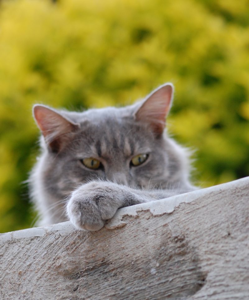 动物猫很可爱|动物,可爱的,宠物,毛茸茸的,爪子,猫-海量高质量免版权图片素材-设计师素材-摄影图片-mitapix-美塔图像