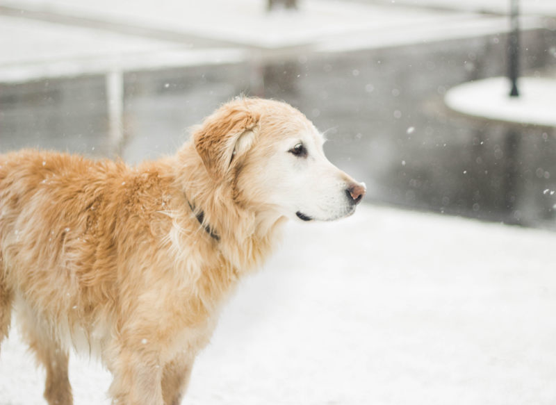 动物冷血动物|冬天,动物,宠物,寒冷,狗,金毛猎犬,雪,雪花-海量高质量免版权图片素材-设计师素材-摄影图片-mitapix-美塔图像