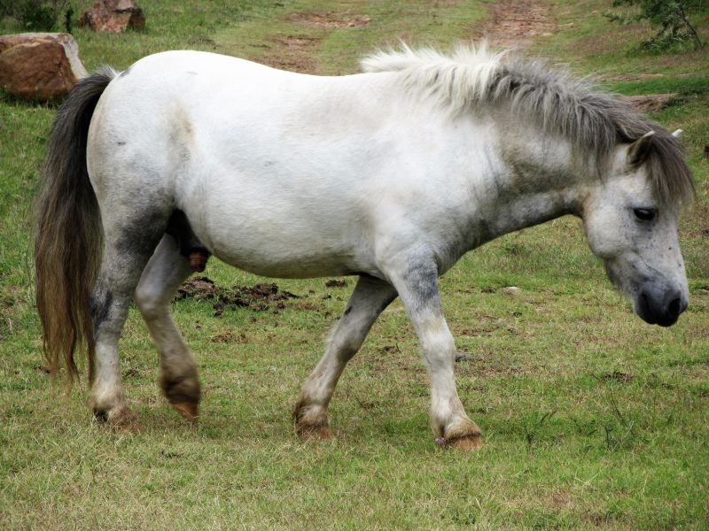 白色和灰色的马White and Grey Horse|侧视图,农场,农场动物,农村,动物,哺乳动物,国家,在户外,场,小马,岩石,母马,牧场,牲畜,白马,草,草原,马,鬃毛-海量高质量免版权图片素材-设计师素材-摄影图片-mitapix-美塔图像