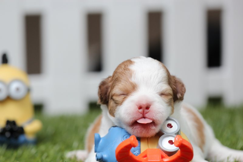 白色和棕色西施混合小狗与小动物玩具在绿草White and Brown Shih Tzu Mix Puppy With Minion Toy on Green Grass|animal,Cute,Dog,domestic animal,minions,Pet,puppy,toys,动物,可爱,奴才,宠物,家畜,小狗,狗,玩具-海量高质量免版权图片素材-设计师素材-摄影图片-mitapix-美塔图像