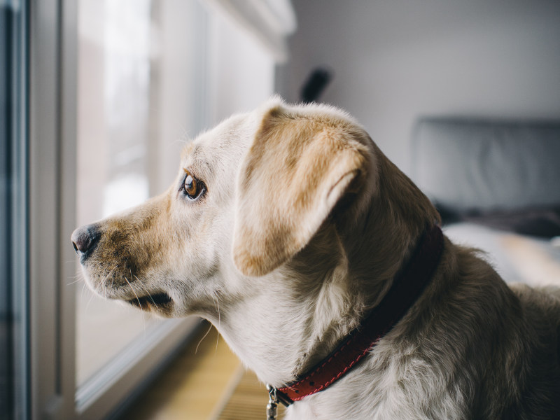 黄色拉布拉多寻回犬，面向房间窗户|动物,可爱的,宠物,狗-海量高质量免版权图片素材-设计师素材-摄影图片-mitapix-美塔图像