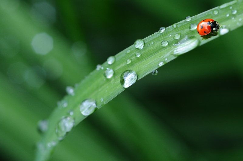 绿草中的红瓢虫|动物,叶子,昆虫,水,水滴,泉水,瓢虫,绿色,雨水,露水-海量高质量免版权图片素材-设计师素材-摄影图片-mitapix-美塔图像