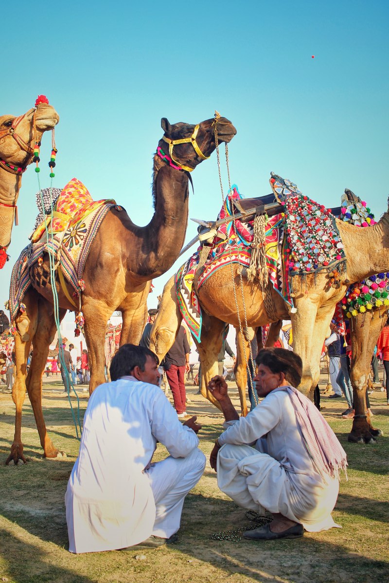 两个男人坐在前面的骆驼Two Men Sitting In Front Of Camels|人,动物,单峰骆驼,哺乳动物,男人,穿,阿拉伯骆驼,骆驼-海量高质量免版权图片素材-设计师素材-摄影图片-mitapix-美塔图像