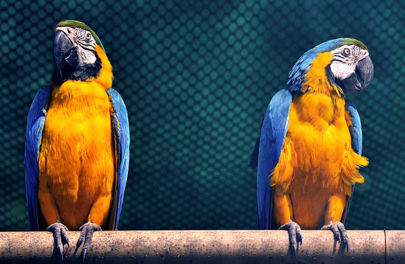 金刚鹦鹉鸟Macaw Birds|animals,avian,birds,exotic,feathers,macaw,parrot,perched,wildlife,zoo,动物,动物园,异国情调,栖息,羽毛,野生动物,金刚鹦鹉,鸟类,鹦鹉-海量高质量免版权图片素材-设计师素材-摄影图片-mitapix-美塔图像