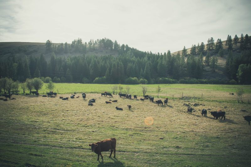 棕色的奶牛在草地上Brown Cow on Grass Field|animals,cattle,countryside,cow,cropland,farm,farmland,Field,Grass,grassland,landscape,livestock,outdoors,pasture,rural,Trees,养殖场,农村,农田,动物,场,家畜,户外,景观,树,牛,牧场,草,草地-海量高质量免版权图片素材-设计师素材-摄影图片-mitapix-美塔图像