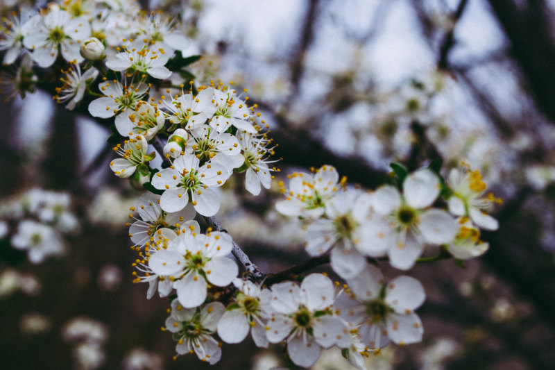 白花浅焦摄影|免版税图像,公园,叶子,季节,开花,户外,李子,树,树枝,植物,樱桃,特写,生长,精致,美丽,花,花园,花瓣,花蕾,苹果-海量高质量免版权图片素材-设计师素材-摄影图片-mitapix-美塔图像