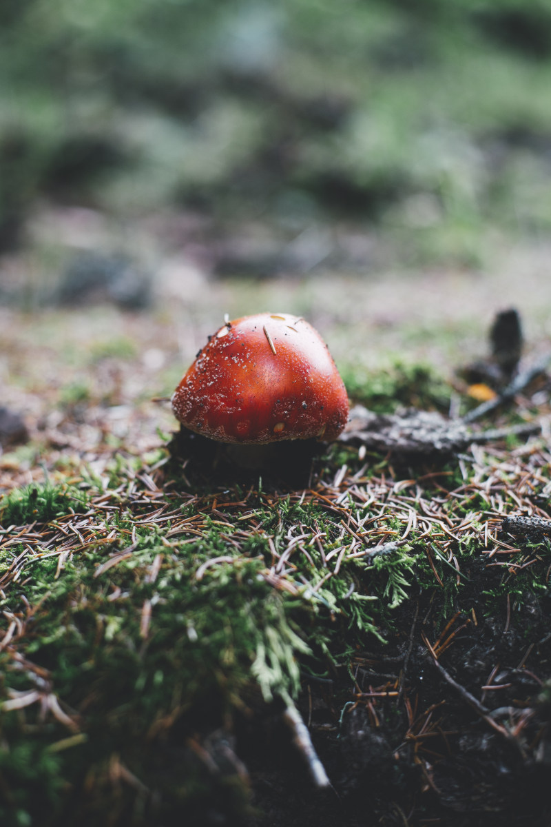 选择聚焦摄影的红蘑菇Selective Focus Photography of Red Mushroom|在户外,地面,增长,模糊的背景,水果,特写镜头,环境,红色的,自然,苹果,草,颜色,食物-海量高质量免版权图片素材-设计师素材-摄影图片-mitapix-美塔图像