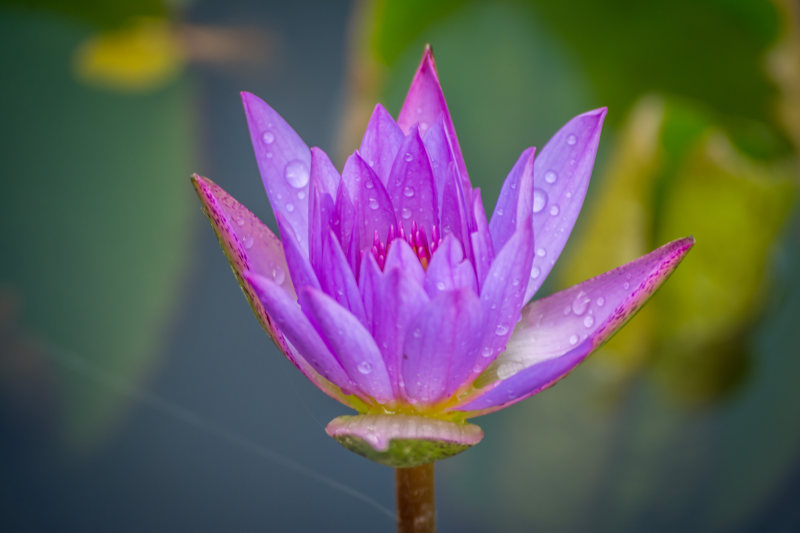 盛开的紫色露珠花瓣|外来的,开花的,植物区系的,水滴,水生植物的,水生的,潮湿的,生机勃勃的,盛开的,自然的,花,花瓣,荷花,露珠-海量高质量免版权图片素材-设计师素材-摄影图片-mitapix-美塔图像