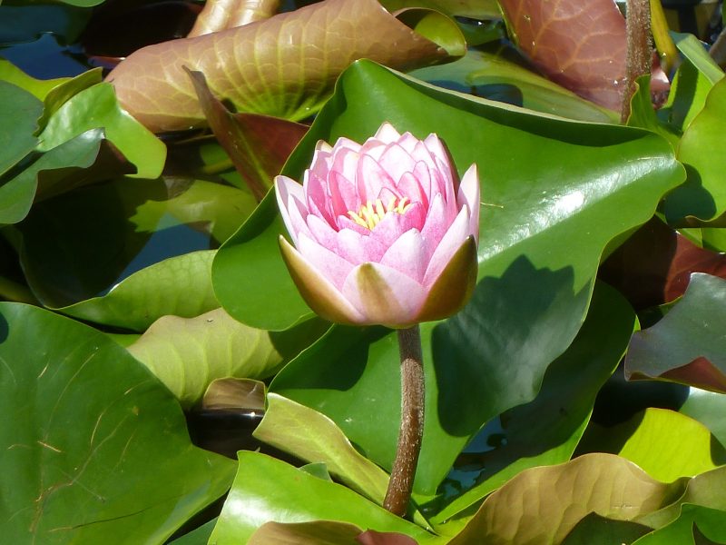 粉红百合|植物,植物群,水生植物,睡莲,自然,花,花瓣-海量高质量免版权图片素材-设计师素材-摄影图片-mitapix-美塔图像