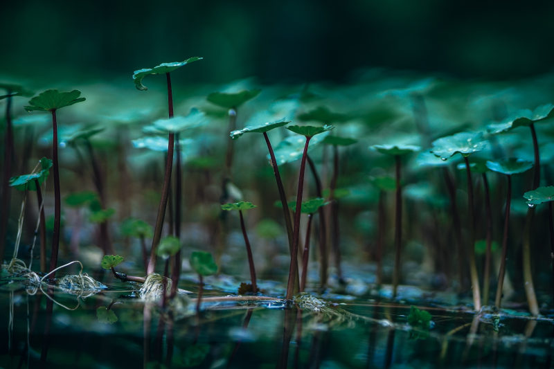 水生植物背景美丽|H2O,光,公园,反射,叶子,夏天,户外,景深,根,植物,概念,模糊,水,水生植物,池塘,湖泊,特写,生物,生长,绿色,美丽,背景,自然,花园,茂盛,草-海量高质量免版权图片素材-设计师素材-摄影图片-mitapix-美塔图像