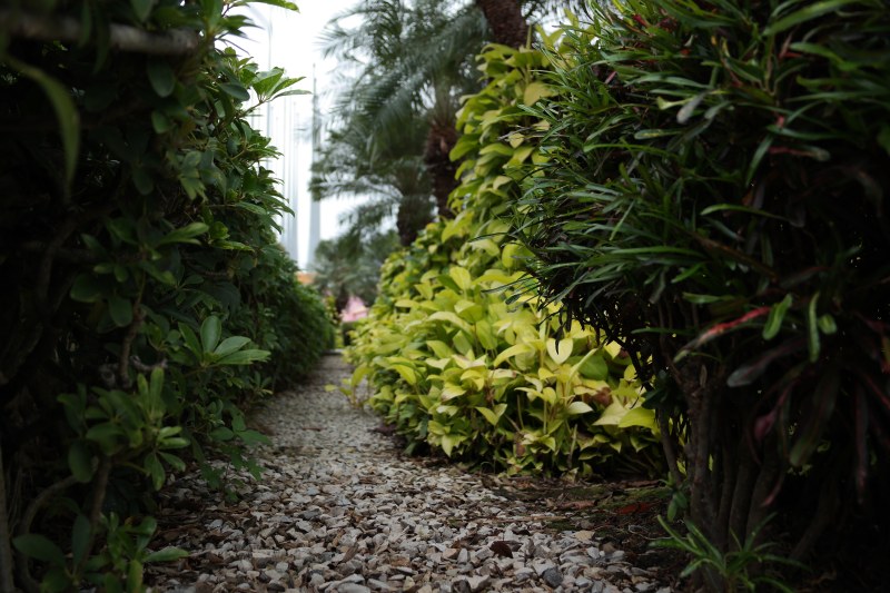 绿叶植物照片|园林,大自然,常青,户外,景观,植物学,植物群,水生植物,环境,生长,色彩,花卉,郁郁葱葱-海量高质量免版权图片素材-设计师素材-摄影图片-mitapix-美塔图像