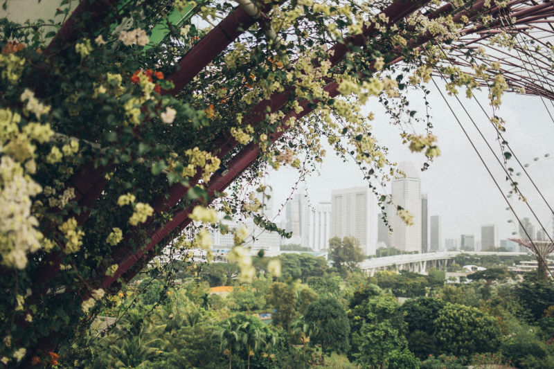 樱花树的选择性焦点摄影Selective Focus Photography of Cherry Blossom Trees|Architecture,Bloom,Blooming,Blossom,blurred background,bright,buildings,City,closeup,Colors,Daylight,daytime,environment,Flora,Flowers,Garden,green,Growth,landscape,Leaves,nature,outdoors,Petals,tree branches,Trees,叶子,城市,增长,大自然,建筑,建筑物,开花,户外,明亮,景观,树木,树枝,植物群,模糊背景,特写,环境,白天,绽放,绿色,花园,花瓣,颜色,鲜花-海量高质量免版权图片素材-设计师素材-摄影图片-mitapix-美塔图像