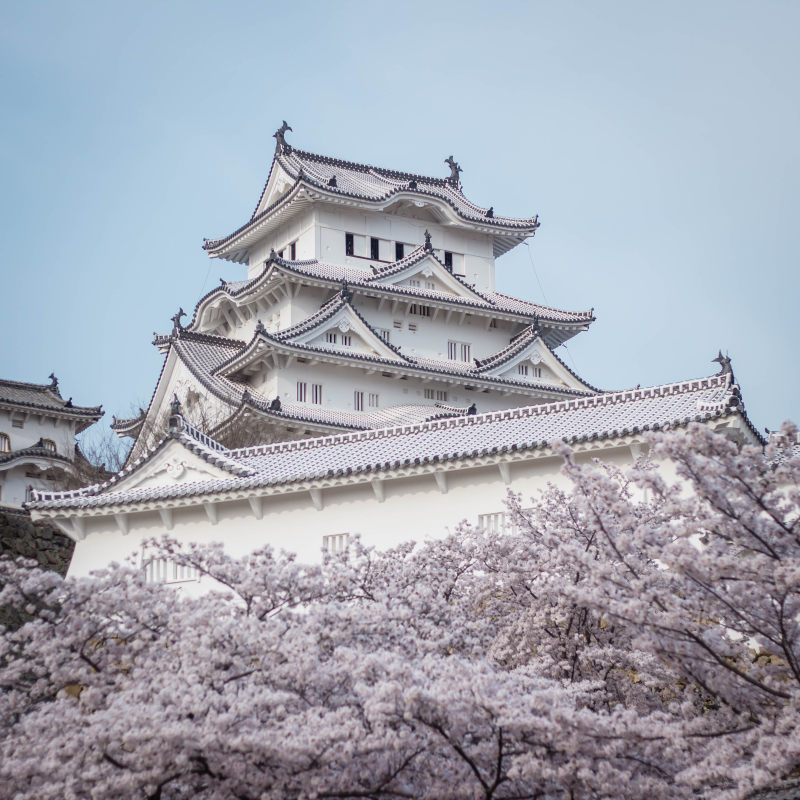 姬路城城堡后面白色的樱花的照片Photo of Himeji Castle Behind White Cherry Blossoms|体系结构,具有里程碑意义的,城堡,姬路城城堡,建筑外部,旅游景点,日本,树,樱花,白色的-海量高质量免版权图片素材-设计师素材-摄影图片-mitapix-美塔图像