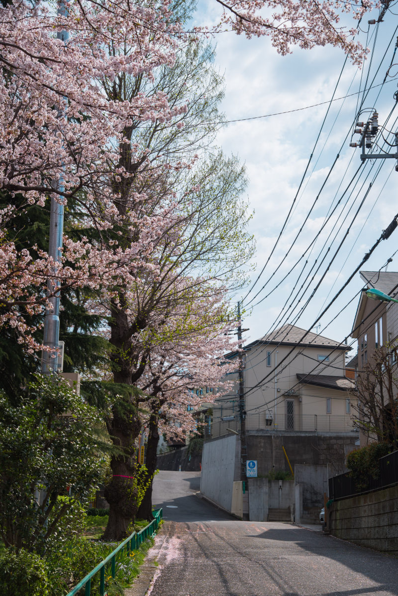 路边樱花树摄影|小径,建筑,引导,户外,房屋,旅游,日光,景观,树木,植物,樱花,生长,电线,花卉,花园,街道,道路-海量高质量免版权图片素材-设计师素材-摄影图片-mitapix-美塔图像