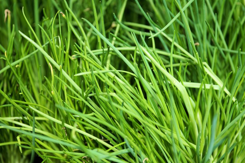 香气模糊特写|叶子,户外,植物,模糊,特写,环境,生长,素食,绿色,自然,草,草坪,香气-海量高质量免版权图片素材-设计师素材-摄影图片-mitapix-美塔图像