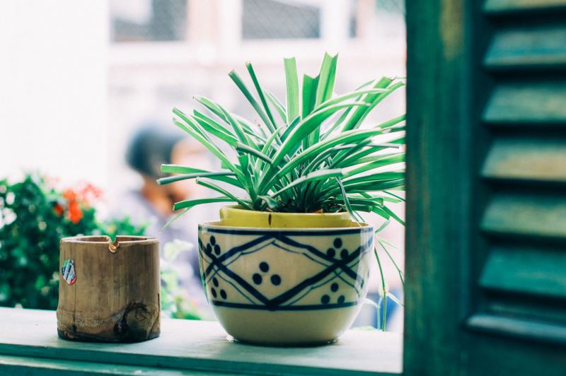 植物在窗口Plant on Window|ashtray,blurred background,bright,closeup,Colors,environment,Focus,freshness,green,Growth,houseplant,houseplants,indoors,Leaves,plant,pot,potted plant,shutter,window,wood,wooden,叶子,在室内,增长,室内植物,快门,新鲜,明亮,木,木材,植物,模糊的背景,烟灰缸,焦点,特写,环境,盆栽植物,窗口,绿色,锅,颜色-海量高质量免版权图片素材-设计师素材-摄影图片-mitapix-美塔图像