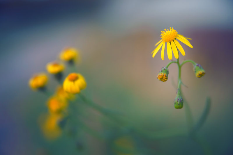 黄紫菀花特写|太阳,宏观,开花,景深,植物,模糊,焦点,特写,生长,精致,紫菀,美丽,花,花瓣,花粉-海量高质量免版权图片素材-设计师素材-摄影图片-mitapix-美塔图像