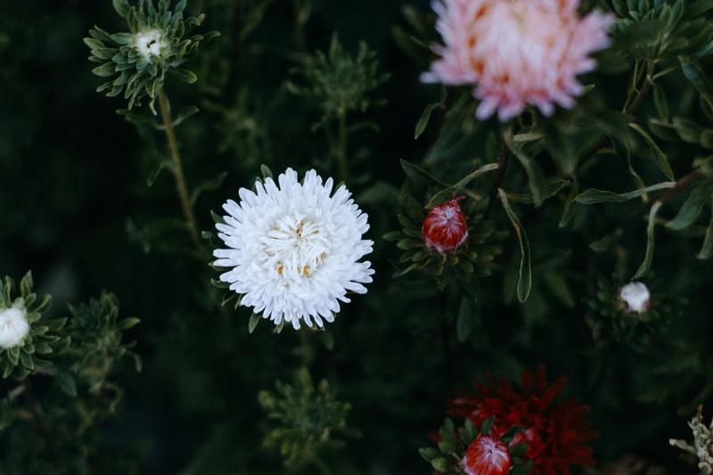 粉红色菊花特写摄影|HD墙纸,叶子,季节,开花,户外,树,植物,环境,生长,紫菀,绿色,美丽,花,花园,花瓣,芽-海量高质量免版权图片素材-设计师素材-摄影图片-mitapix-美塔图像